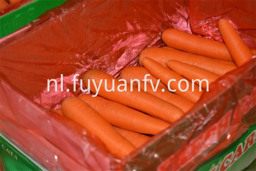 Anqiu Fresh Carrot